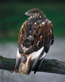 hawk